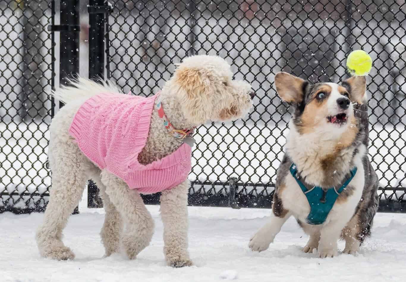 Two dogs trying to get a thrown tennis ball