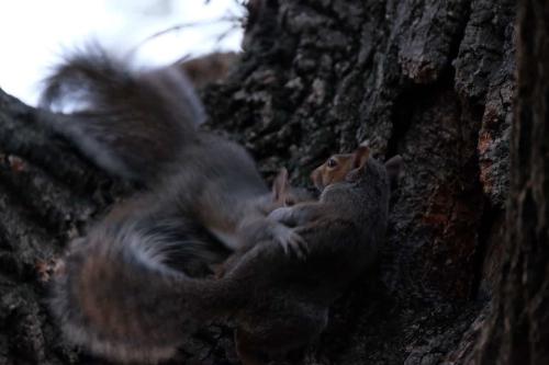 Two squirrels playing in crook of a tree bough