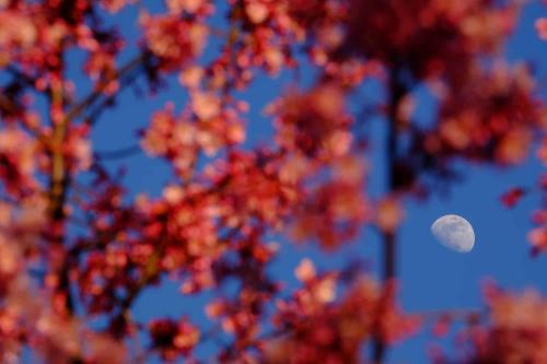 A photo of the moon through cherry blossom branches