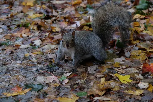 A fat squirrel standing in a bed of autumn leaves looks at the camera