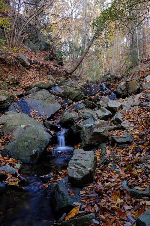 A stream flows down rocks in a forest, all covered in fall leaves