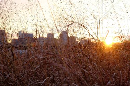 A blurry cityscape and sunset as seen through tall grass in the foreground
