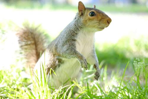Portrait of a squirrel in grass all in bright light