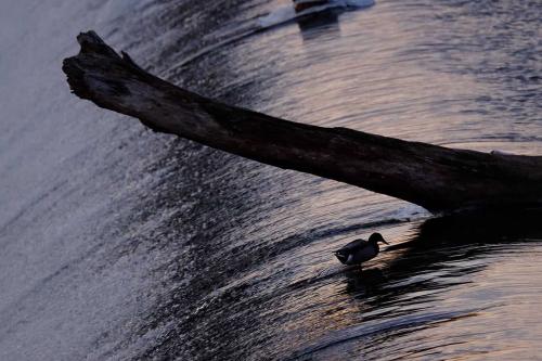 A profile of a duck on a dam weir