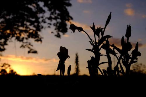 Flowers in silhouette against a sunset sky
