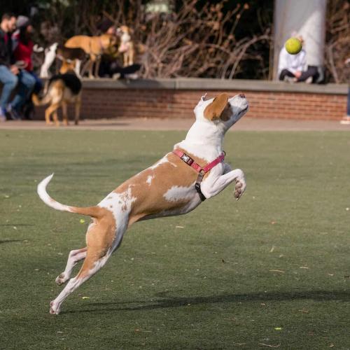 A dog leaping into the air to catch a tennis ball