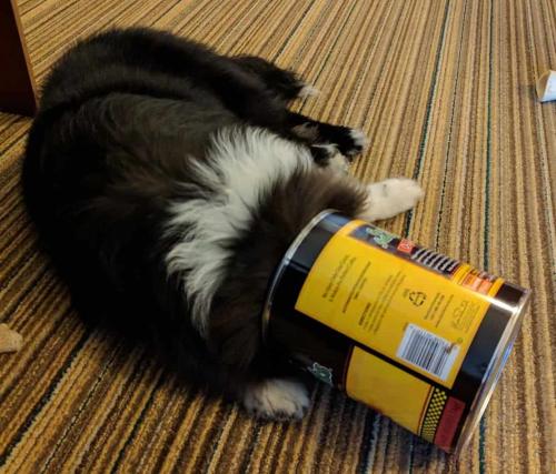 A dog sticking its head in a coffee can (The dog is okay, it's not stuck!)