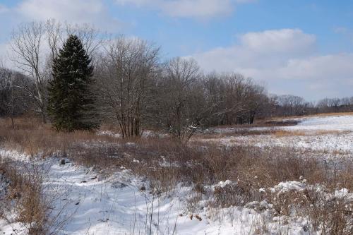 A snow covered landscape with dried tall grass in the foreground and trees in the background