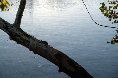 A turtle basks on a log over water - from far away