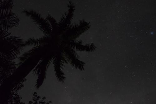 A night sky with a palm tree in silhouette in the foreground