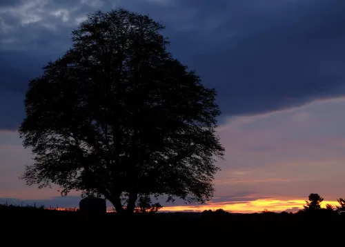 A sunset sky with a silhouette of a tree in the Foreground