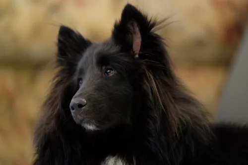 A tightly cropped portrait of a black Shetland Sheepdog looking of to the left
