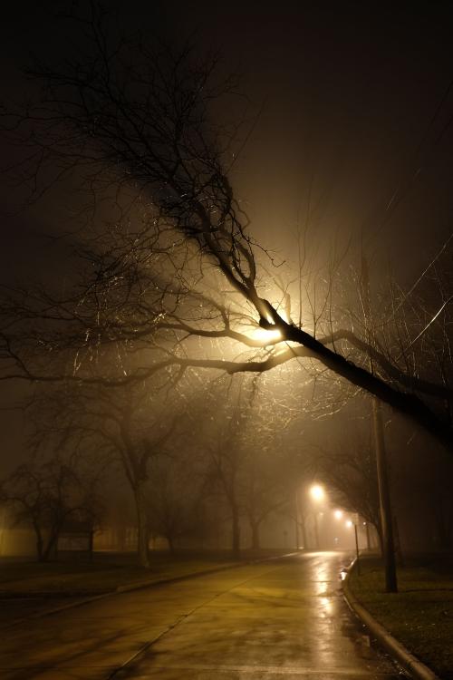 Crepuscular rays shine through an overhead tree on a foggy street