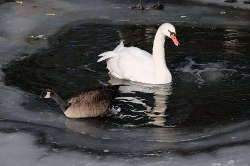 A Swan and Canada Goose swim in water surrounded by ice