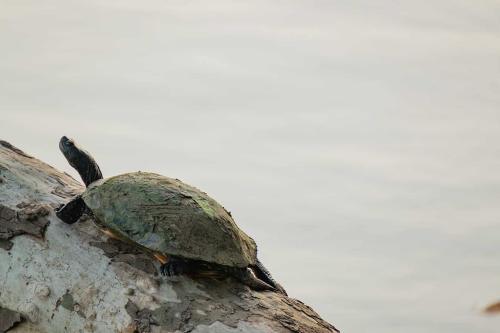 A turtle basks on a log over water