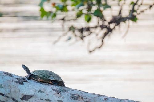 A turtle basks on a log over water
